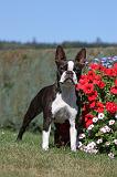 BOSTON TERRIER 055